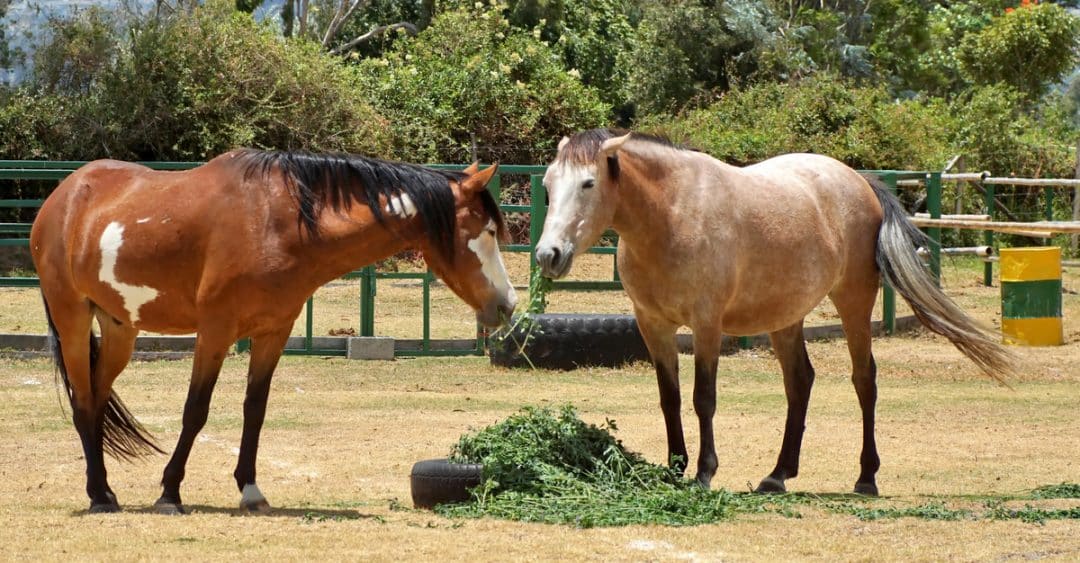 Cavalos são alimentados com alfafa