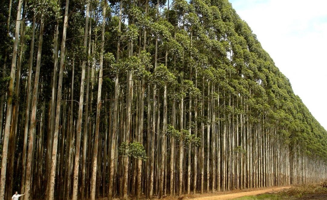 Cultivo de eucalipto: mercado em alta e produção brasileira