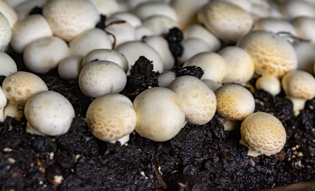 Cogumelos champignon cultivados em subtrato