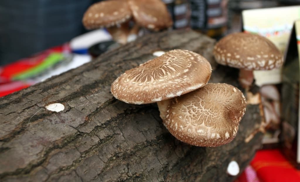 Cogumelos shiitake produzido em toras de madeira