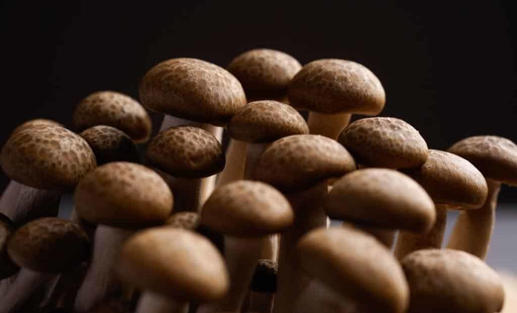 Lindos cogumelos shimeji alta resolução