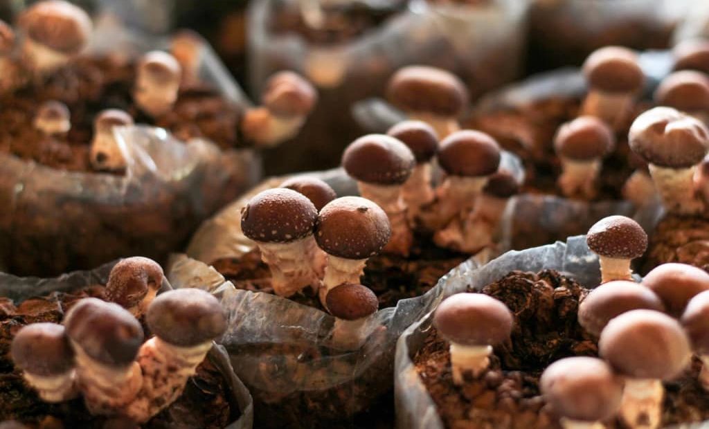 Vários cogumelos cultivados