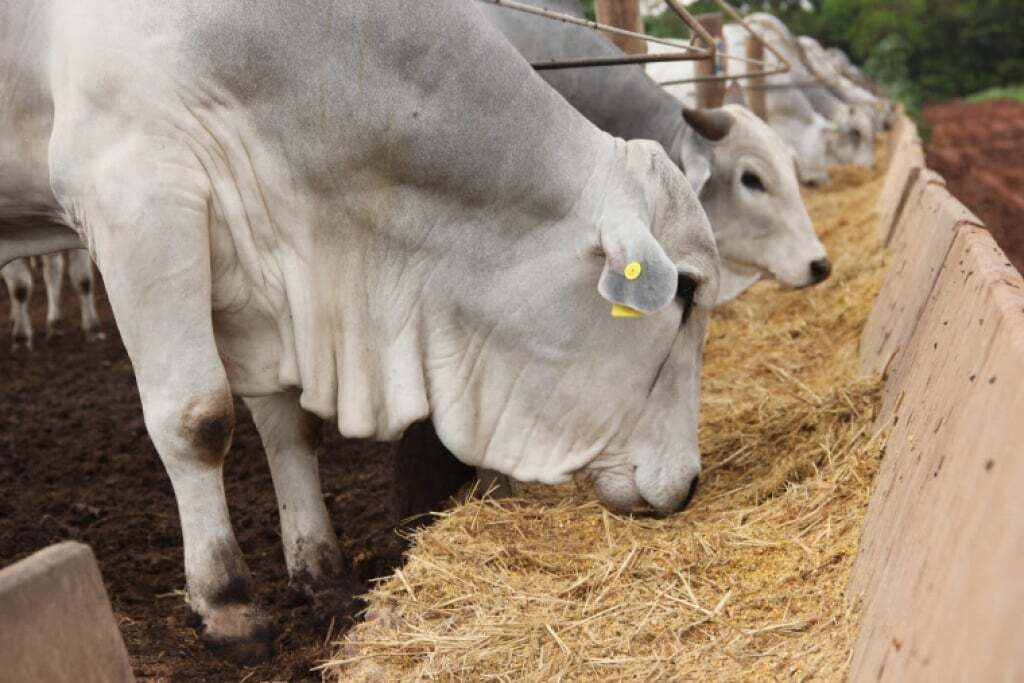 Nutrição animal: quais melhores alimentos para bovinos de corte? - MF ...