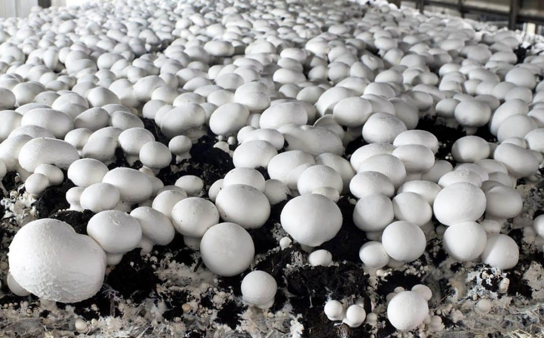 Extenso cultivo de cogumelos champignon