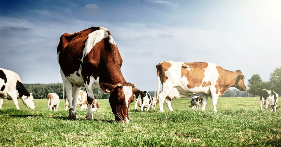 Vacas da raça holandesa pastando