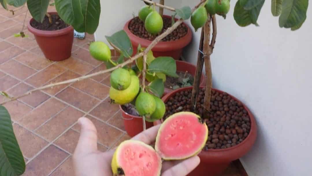 Goiabeira produzindo fruta em vaso