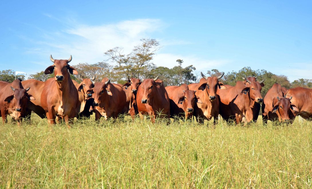 Vários bovinos da raça Sindi em um pasto