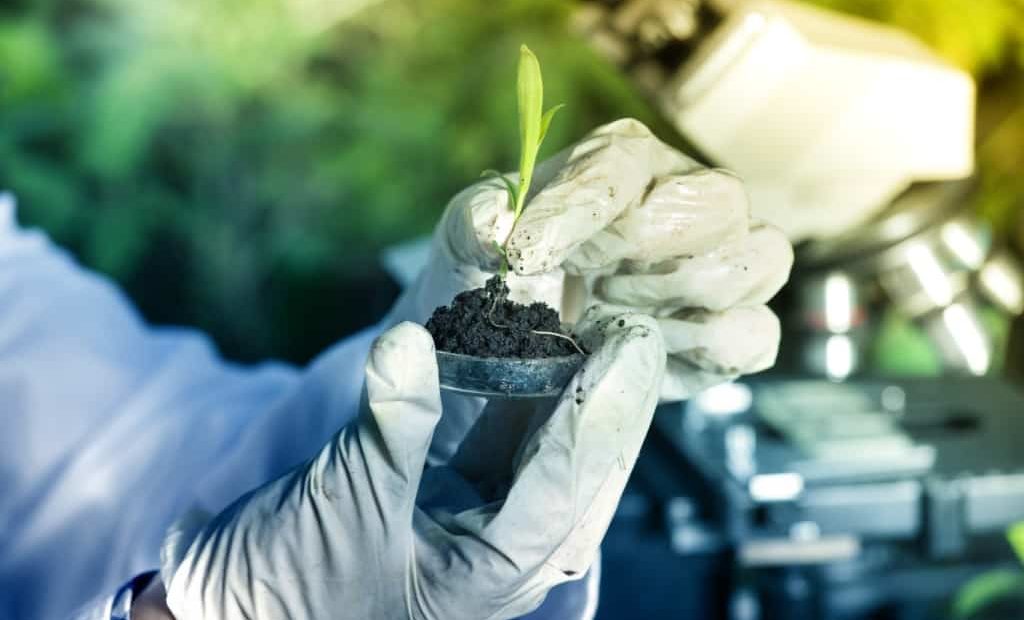 Cientista segurando planta desenvolvida em laboratório
