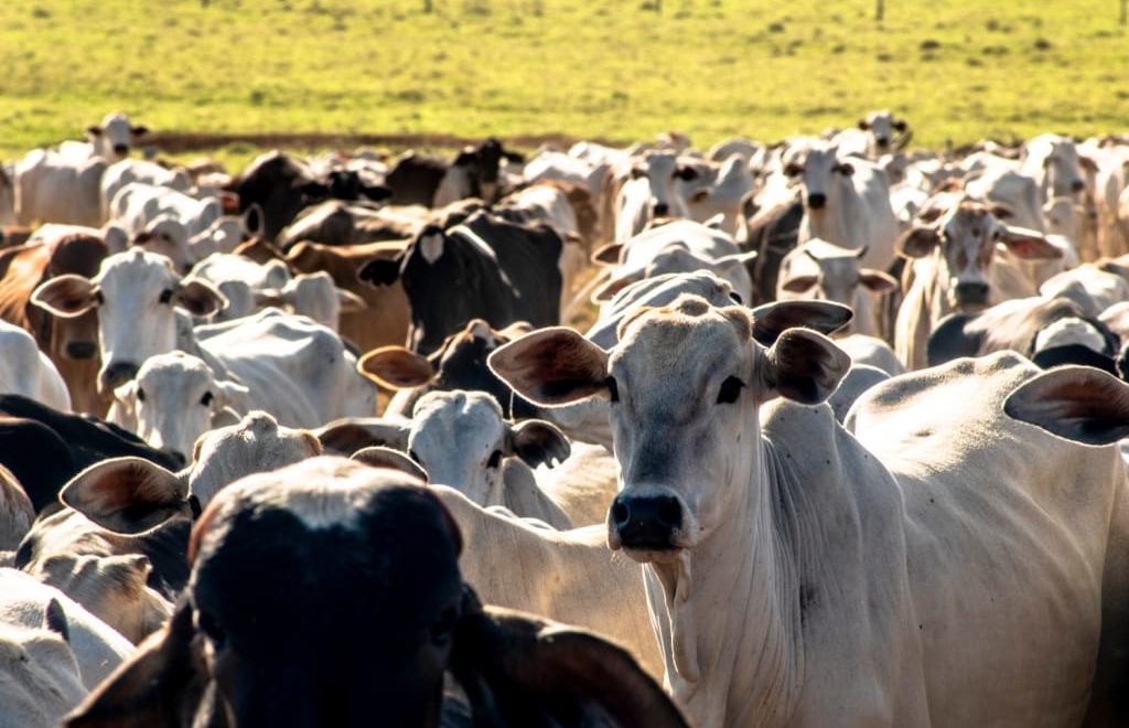 Conheça 6 dicas para negociar o preço do gado
