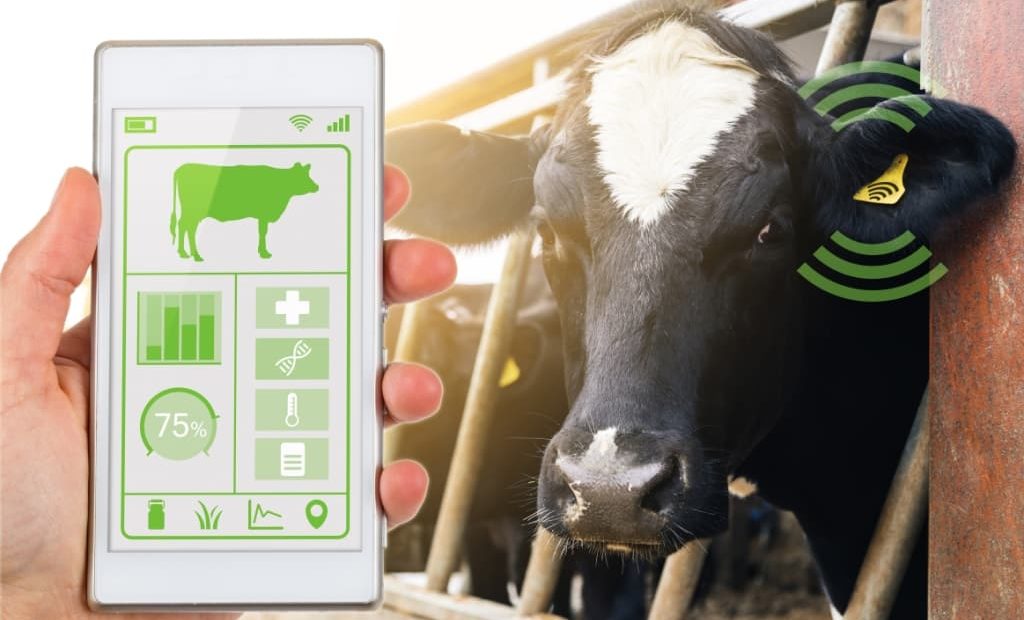 Homem segurando celular com dados recebidos de brinco da vaca ao fundo