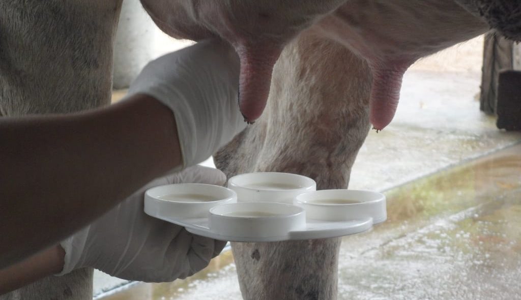 Pessoa coletando leite para teste CMT direto do ubere