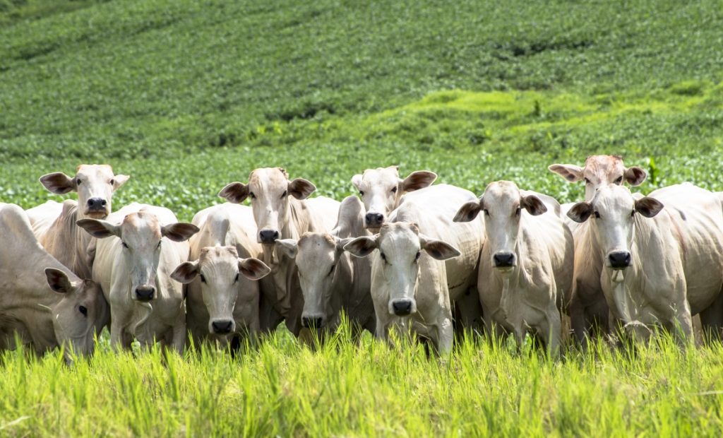 Várias cabeças de gado nelore em fazenda