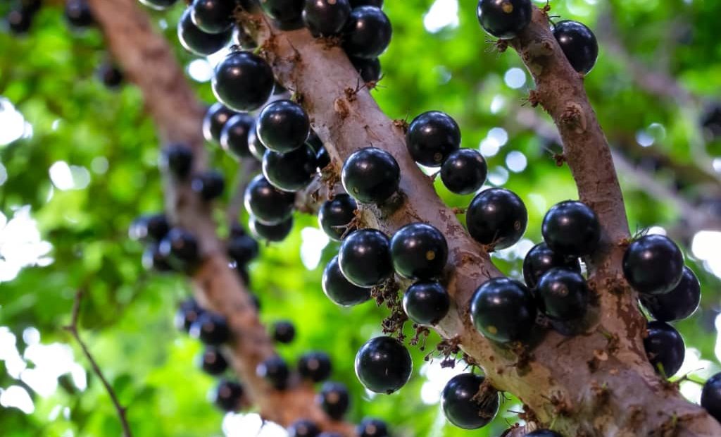 6 dúvidas comuns sobre o cultivo de jabuticaba