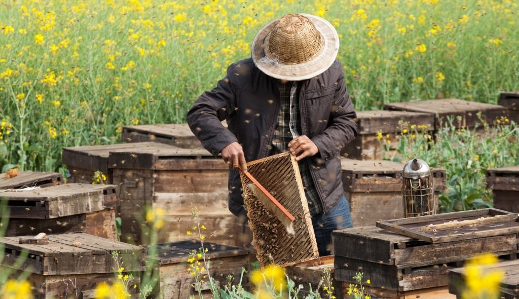 Apicultor manuseando colmeia em apiário
