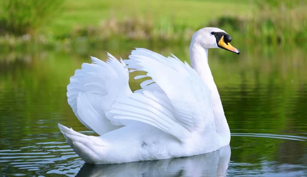 Cisne branco na água