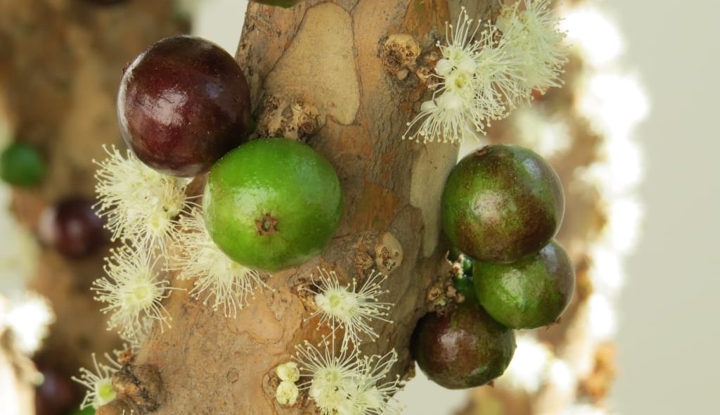 Galho de jabuticabeira com frutos verdes, maduros e flores.