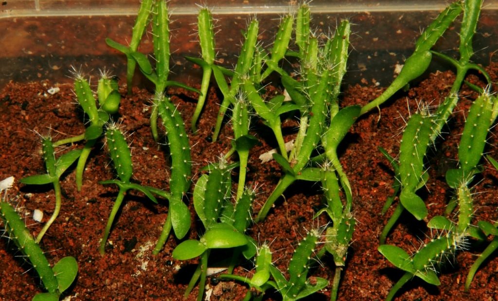 Mudas de pitaya plantadas