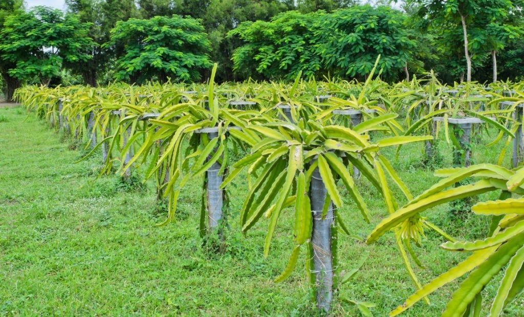 Plantação de pitaya em estacas de madeira