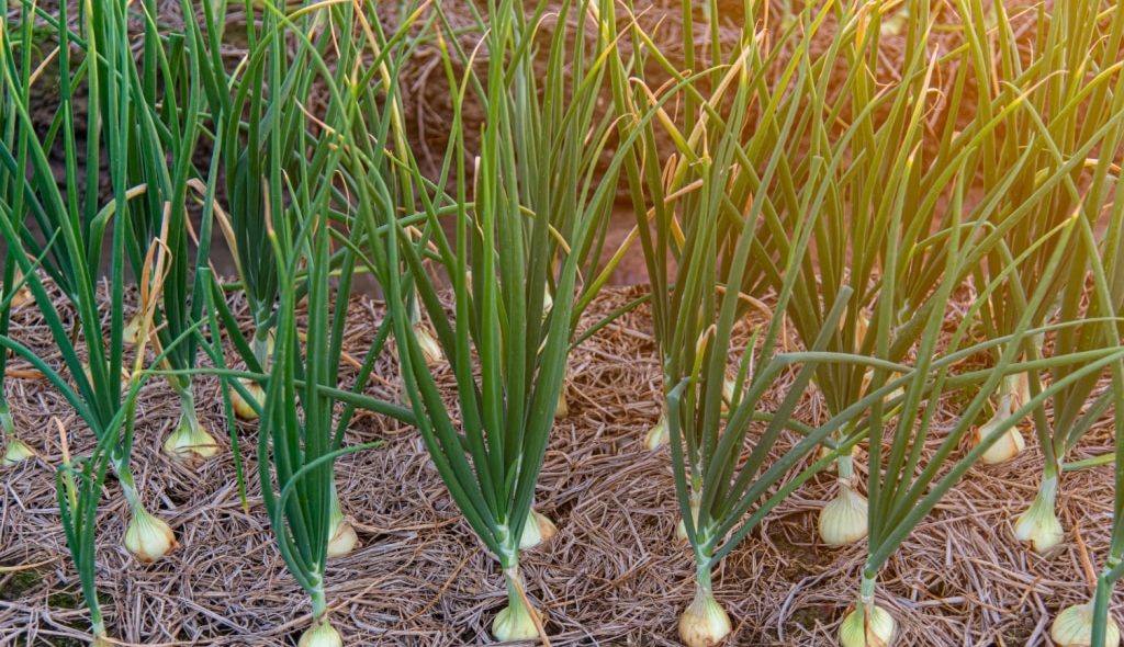 Cebola plantada pelo sistema de semeadura direta