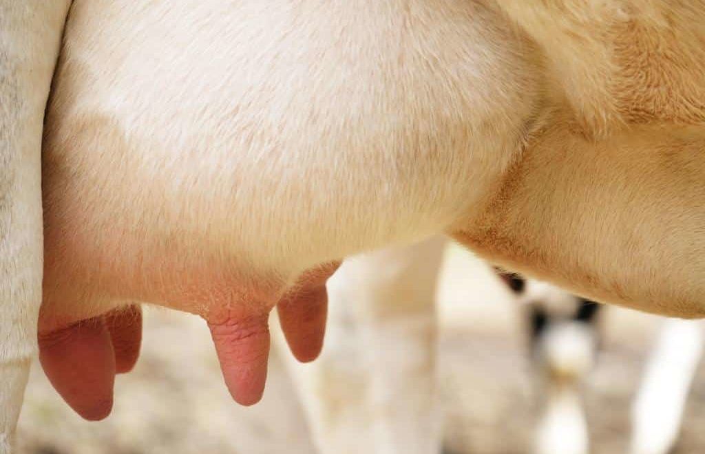 Mastite bovina: aprenda como identificar e prevenir a doença