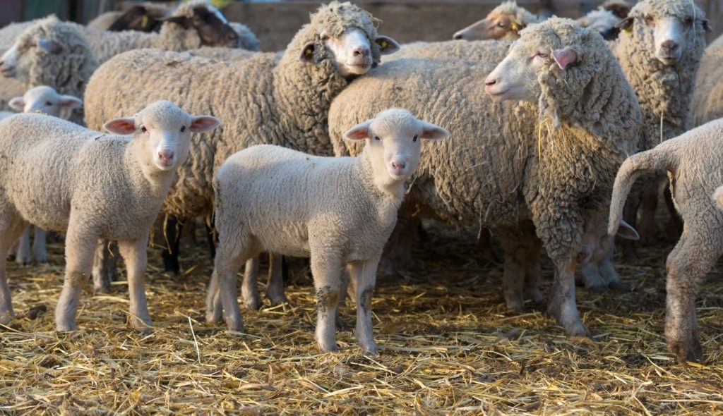Grupo de ovelhas e cordeiros