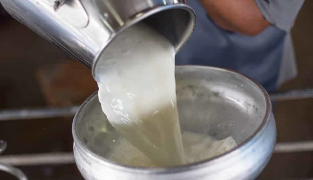 Produtor despejando leite em um recipiente