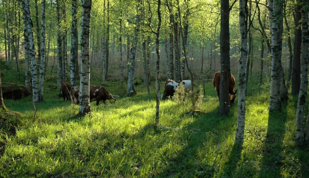 Vacas leiteiras pastando na sombra em meio a floresta