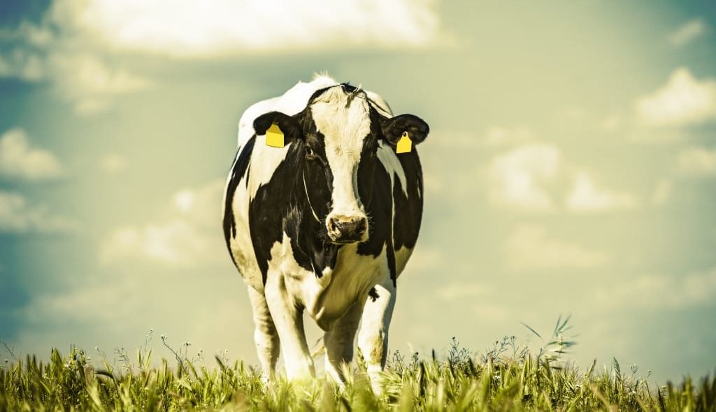 Vaca de leite da raça holandesa pastando sozinha sob sol forte