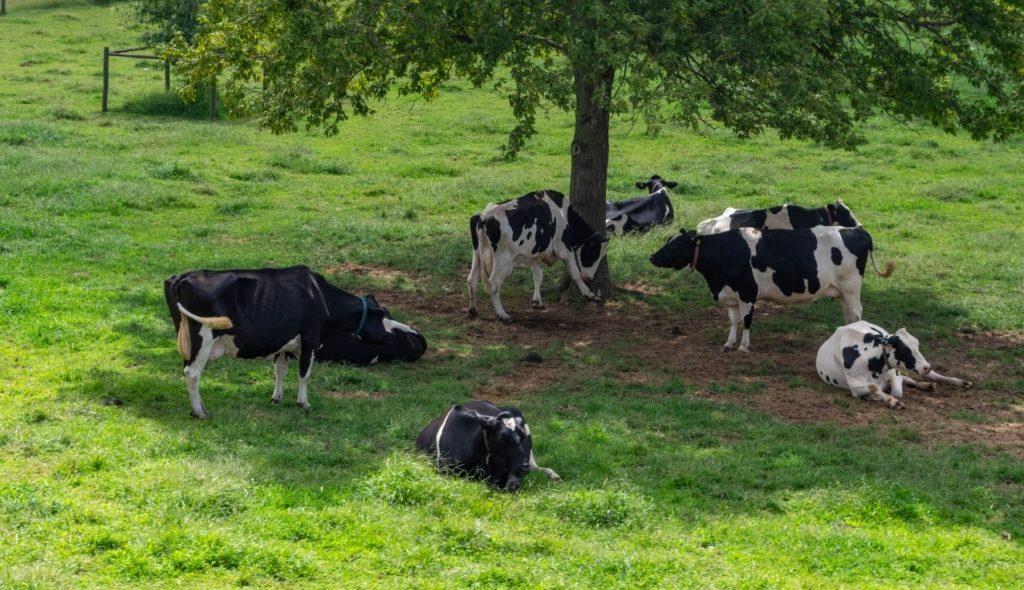 Vacas leiteiras na sombra de uma árvore