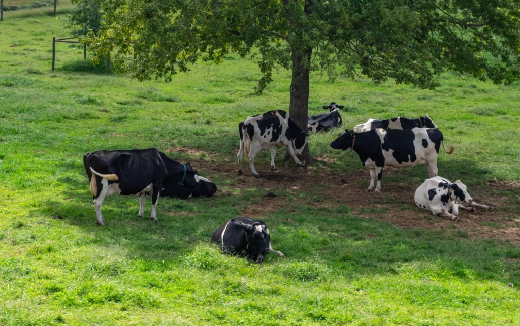 Vacas leiteiras na sombra de uma árvore
