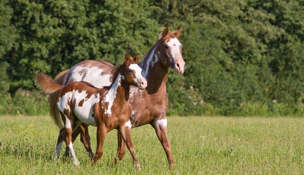 Égua e potra, ambas cor marrom com manchas brancas caminhando no pasto