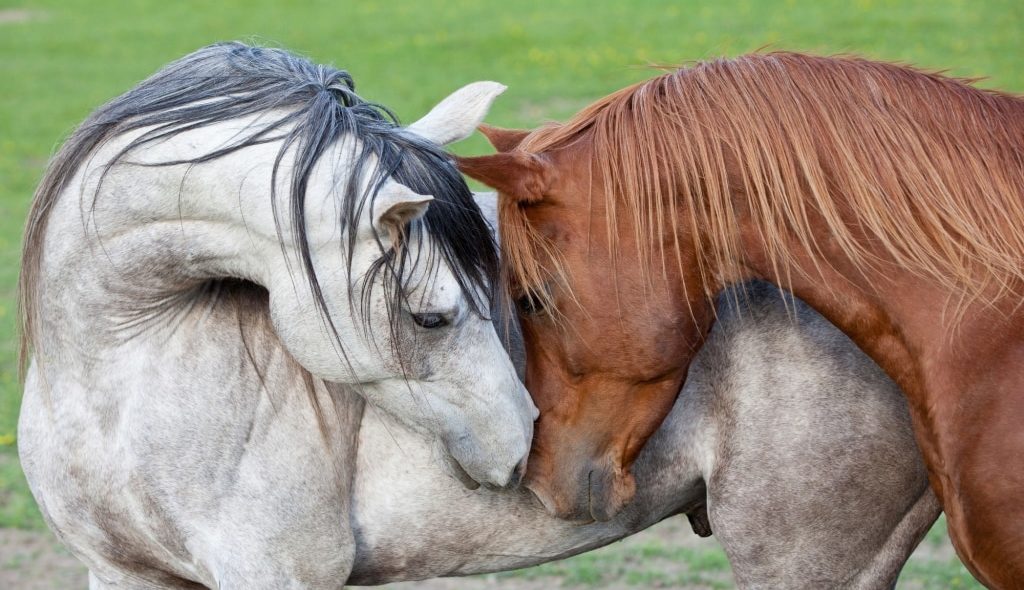 Dois cavalos expressando emoções
