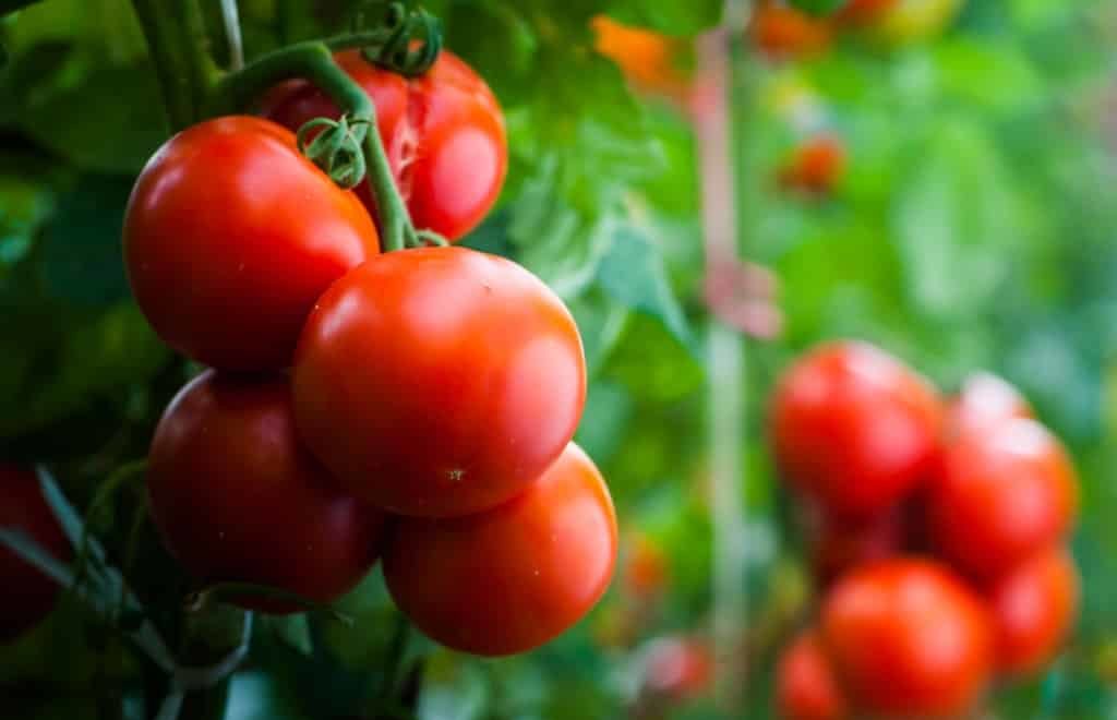 Como plantar tomate: dicas de cultivo