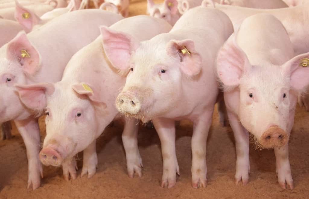 Alimentação de suínos: saiba como economizar sem perder a qualidade