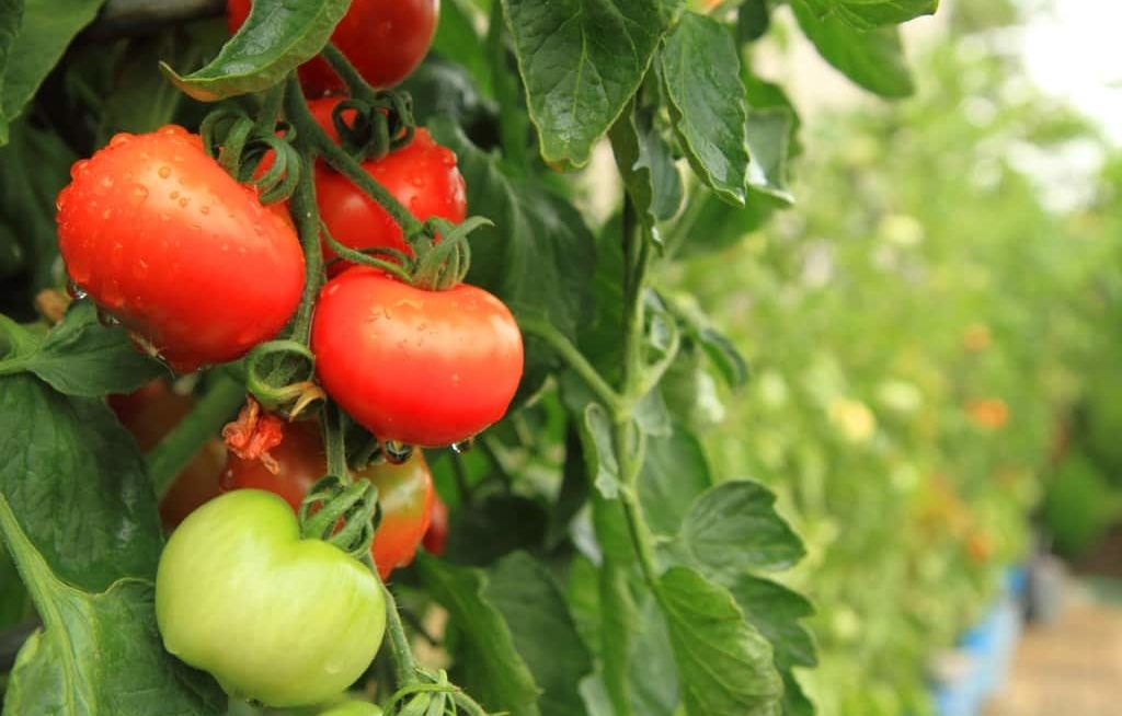 Tomateiro com tomates molhados