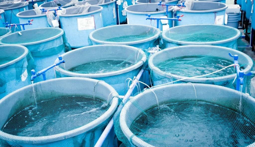 Viveiros e tanques para produção de alevinos