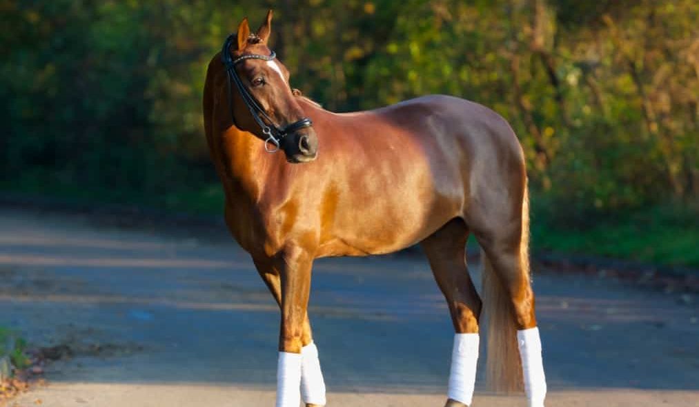 Cavalo Puro Sangue Inglês em estrada