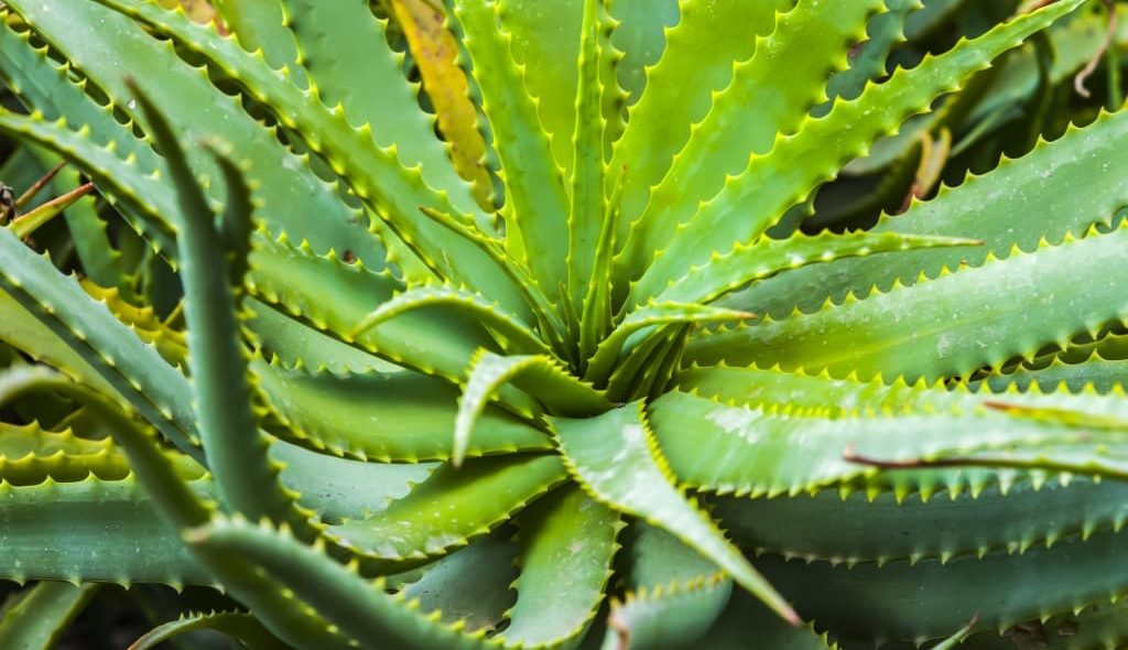 Planta medicial Babosa