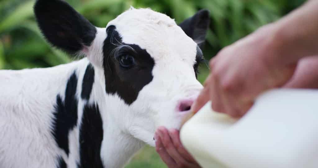 Entenda os critérios para desmama de bezerras leiteiras
