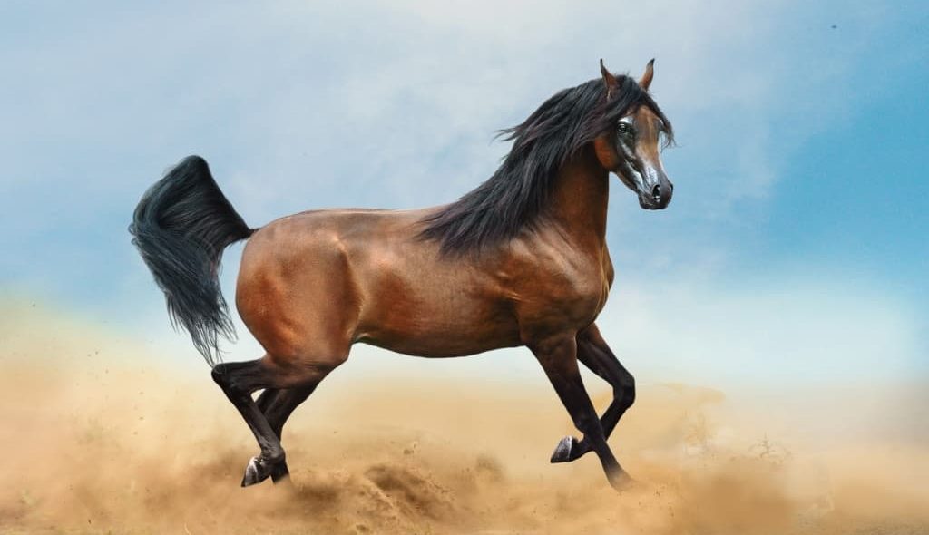 Cavalo da raça Árabe agitado