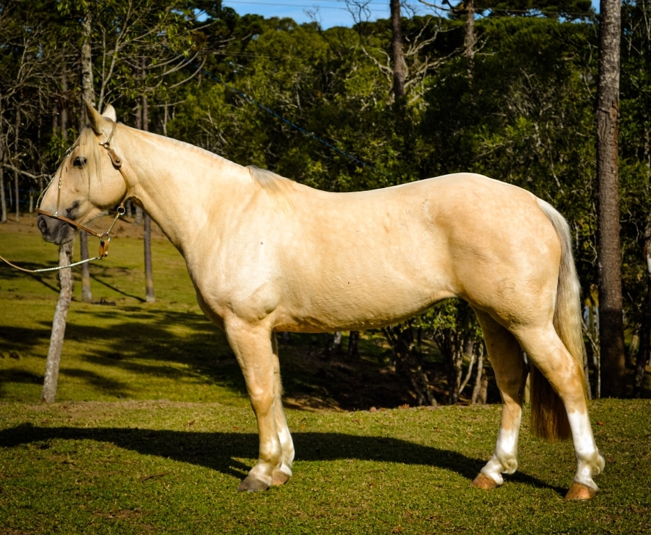 CAVALO CRIOULO 2