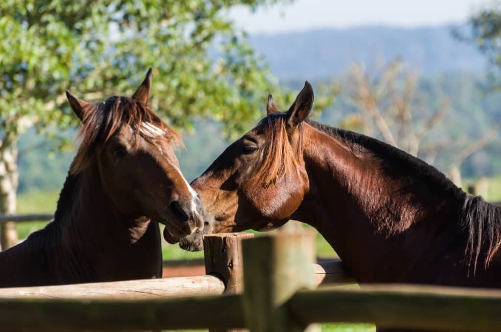 Cavalo crioulo