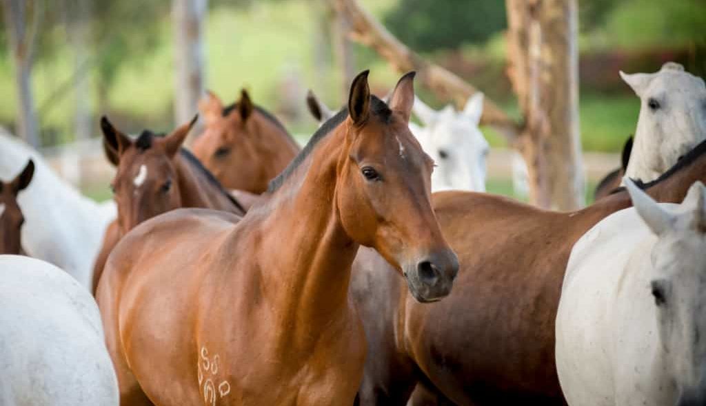 Vários cavalos da raça Mangalarga Marchador