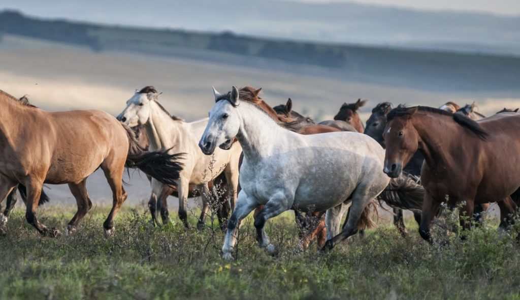 Cavalos crioulo correndo no campo, diversas cores de pelagem
