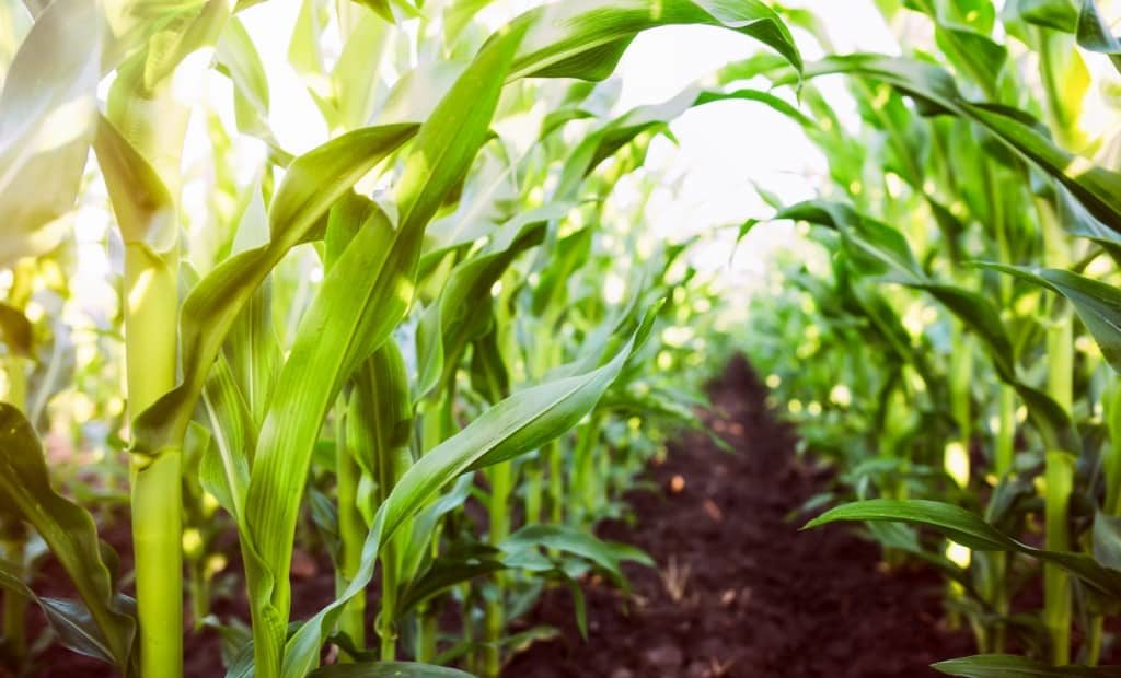 O impacto do clima na produção de milho