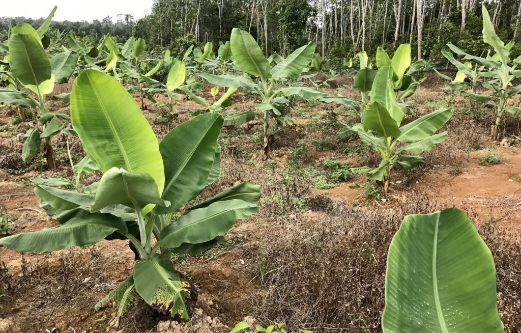 Várias bananeiras plantadas respeitando espaçamento