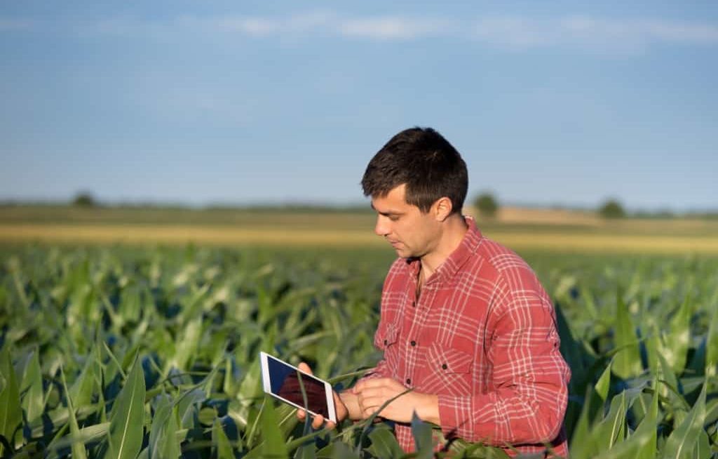 Agricultor com tablet em plantação de milho