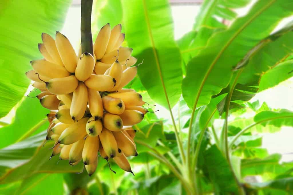 Como plantar banana - aprenda em 6 passos - MF Magazine