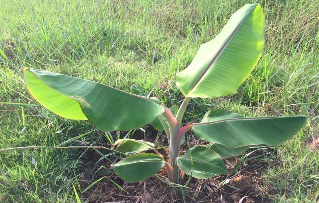 Muda de bananeira plantada em terreno