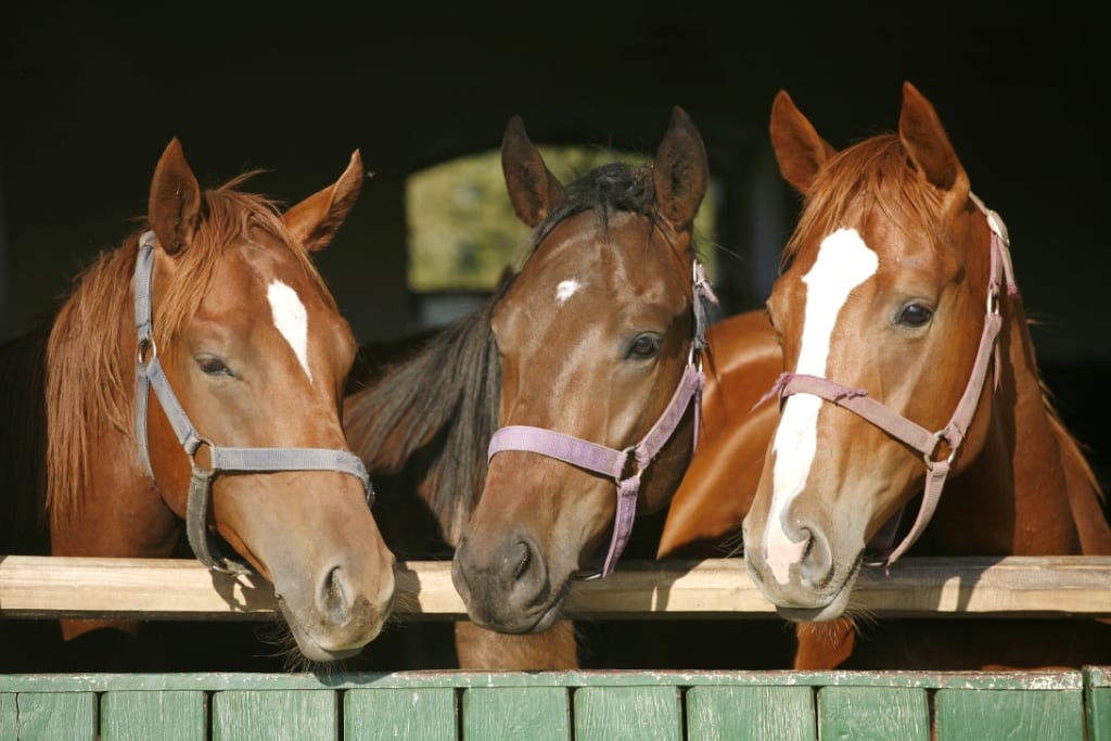 Cavalo: características, raças, importância - Brasil Escola